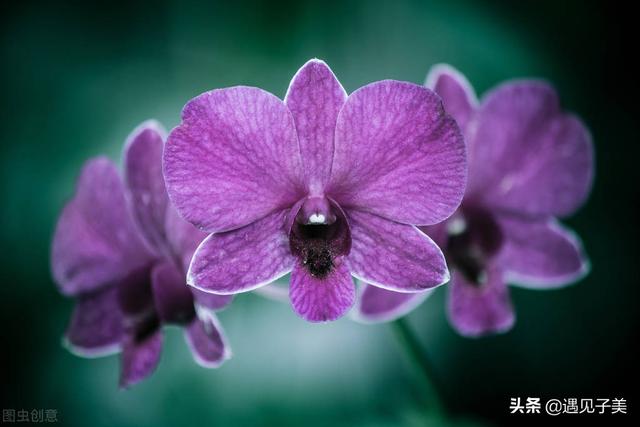 雨落忧伤微博（雨落忧伤踹死）