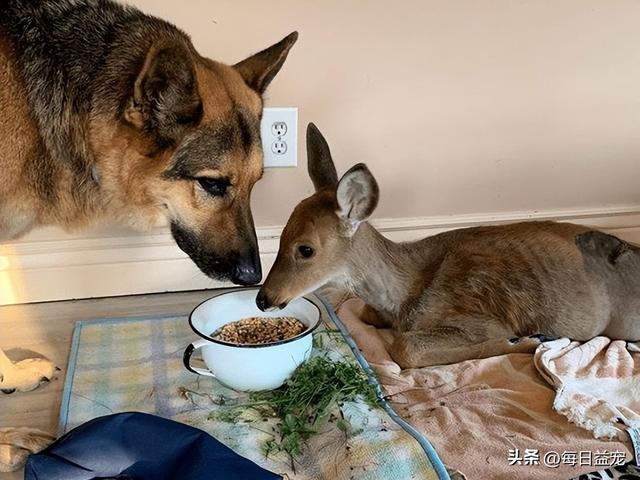 专门照顾狗狗的保姆，狗保姆是谁